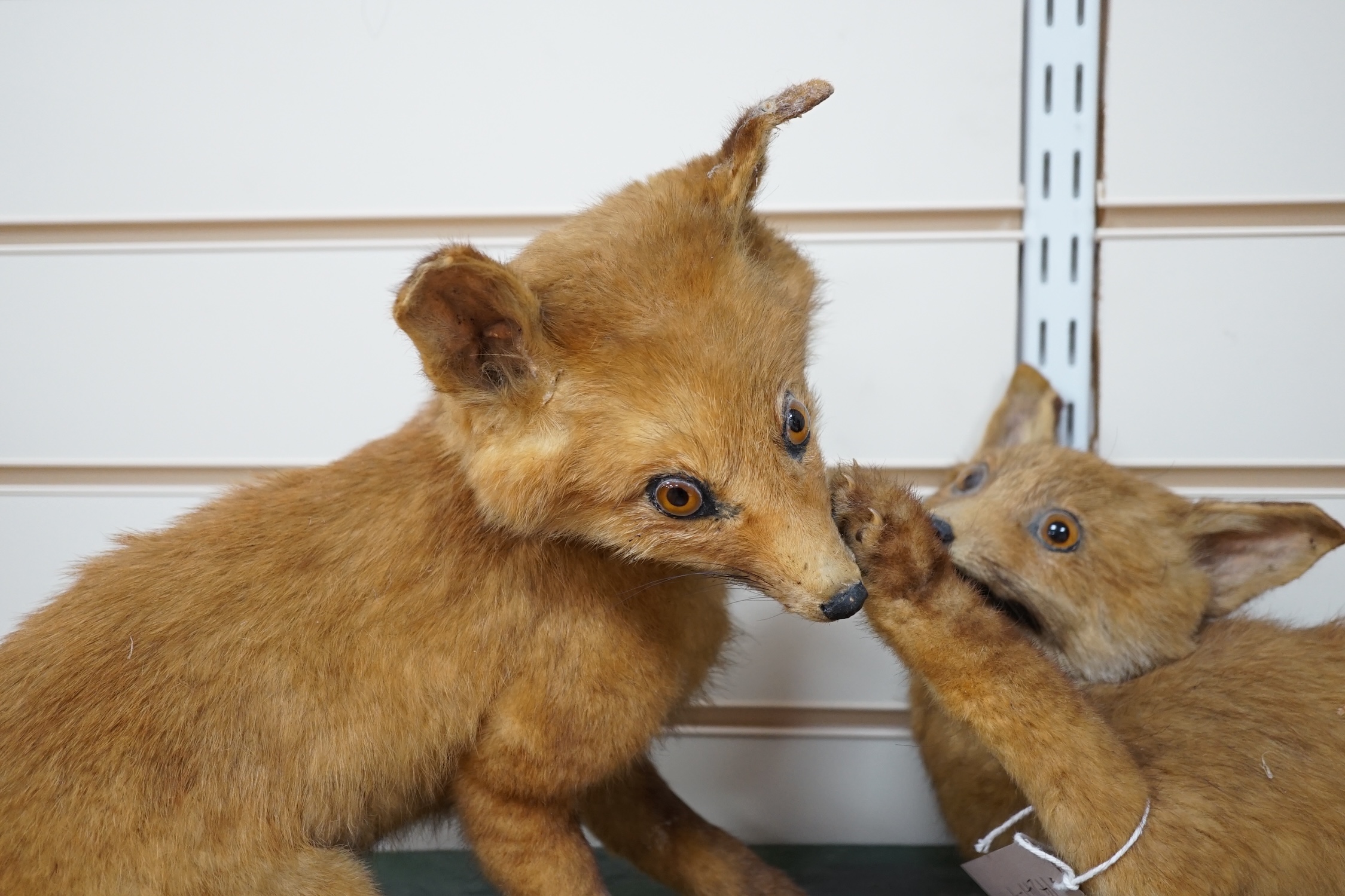A taxidermy figure group of two fox cubs on plinth, 78cm wide